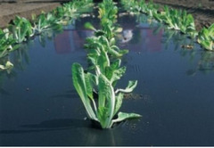 TELO PER PACCIAMATURA BIOS TELO IN POLIETILENE NERO - mt 10 x 1,5 H