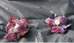 TELO PER PACCIAMATURA IN TNT TESSUTO NON TESSUTO TRASPIRANTE NERO - mt 10 x 0,8 H