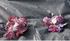 TELO PER PACCIAMATURA IN TNT TESSUTO NON TESSUTO TRASPIRANTE NERO - mt 5 x 1,6 H