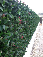 Siepe Finta Artificiale Formato Piastrella cm 50x50 con Foglie di Photinia Sintetica - 4