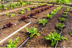 Kit Irrigazione a Goccia Italfrom fino a 100 Mq - 3