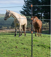 Palo Linepost Distanziatore H0,95 mt GALLAGHER per Recinzioni Elettriche Permanenti Confezione 10 Pz - 2