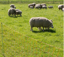 EuroNetz Rete per Ovini Arancio 90/1-14/B-50 m GALLAGHER per Recinzioni Elettriche - 3