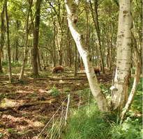 EuroNetz Rete per Cinghiali Bianca 75/1-14/B-50 m GALLAGHER per Recinzioni Elettriche - 4