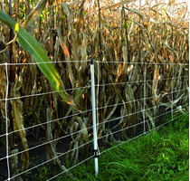 EuroNetz Rete per Cinghiali Bianca 75/1-14/B-50 m GALLAGHER per Recinzioni Elettriche - 5