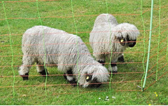 EuroNetz Combo Rete per Ovini Arancio 90/2-14/V-50 m GALLAGHER per Recinzioni Elettriche - 2