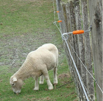 Distanziatore Live Tip a Bullone 26cm/M6 Confezione 20 Pz. GALLAGHER per Recinzioni Elettriche - 2