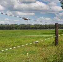 Molla di Tensione per Filo HT 2,5/2,65 mm GALLAGHER per Recinzioni Elettriche - 2