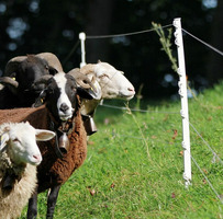 Picchetto di Messa a Terra in Plastica GALLAGHER H 0,75 m Colore Bianco/Terra per Recinzioni Elettri - 2