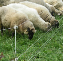 Picchetto di Messa a Terra Multi Filo in Metallo GALLAGHER H 1,00 m per Recinzioni Elettriche Confez - 2