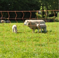 EuroNetz Rete per Ovini Arancio 90/2W14/V-50 m GALLAGHER per Recinzioni Elettriche - 2