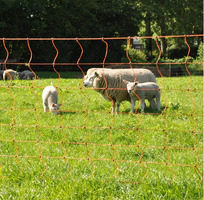 EuroNetz Rete per Ovini Arancio 90/1-14/B-50 m GALLAGHER per Recinzioni Elettriche - 2