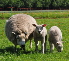 EuroNetz Rete per Ovini Arancio 90/1-14/B-50 m GALLAGHER per Recinzioni Elettriche - 4