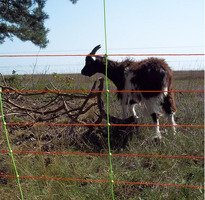 EuroNetz Combo Rete per Ovini Arancio 105/1W14/V-50 m GALLAGHER per Recinzioni Elettriche - 3