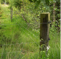 Isolatore a 'W' Super Bianco/Nero per Legno Confezione 175 Pz. GALLAGHER per Recinzioni Elettriche - 3