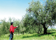 Abbacchiatore V8 Turbo - 2