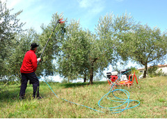 Abbacchiatore V8 Evo - 5