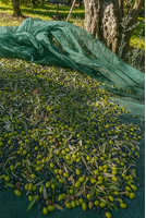 Tanica da 1L di Olio Extravergine di Oliva EVO – Ravece e Grappoletti, Raccolta 2024 - 2