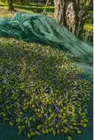 Tanica da 1L di Olio Extravergine di Oliva EVO – Ravece e Grappoletti, Raccolta 2024 - 2