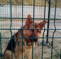 Box Recinto Modulare per Cani in Ferro Zincato Plastificato Verde-con Tetto in Lamiera e Pali ad Interrare- mt 2x2x2 h - 5